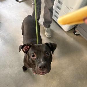 Coal, Terrier, adult, available for adoption