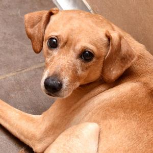 Erie, Terrier, adult, available for adoption