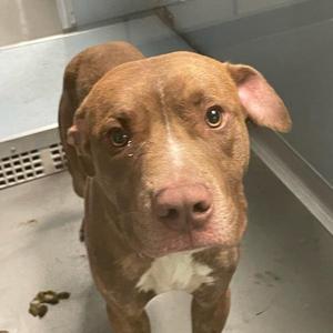 Harry, Labrador Retriever, young, available for adoption