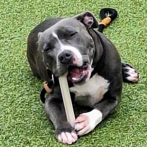 Anabelle, Pit Bull Terrier, adult, available for adoption