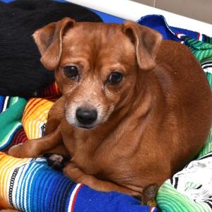 Boomer, Terrier, adult, available for adoption