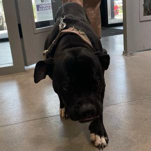 Glorilla, Boxer / Pit Bull Terrier, adult, available for adoption