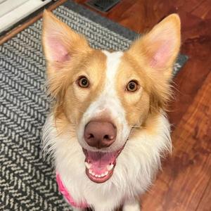 Alora, Border Collie, adult, available for adoption
