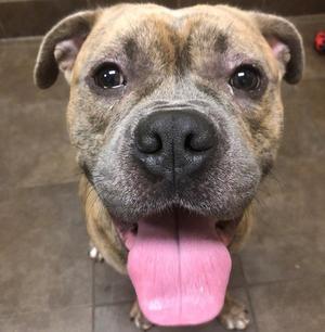 A close-up of a dog with a brown and black face, its tongue out, and its ears perked up.