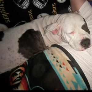 Fiji, Pit Bull Terrier, adult, available for adoption
