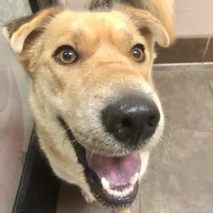 Bentley, Shar-Pei, adult, available for adoption