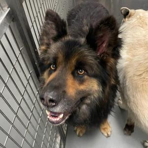 Demetrius, German Shepherd Dog, adult, available for adoption