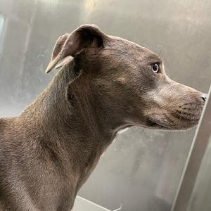 A close-up of a gray dog with pointed ears, looking to the right.