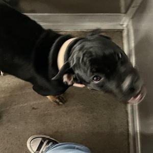 A black dog with a white collar is standing on a carpeted floor, looking up at the camera. A person's foot in a sneaker is visible in the foreground.