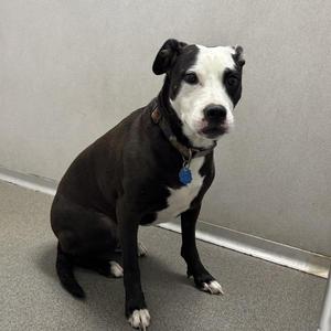 Athena, Border Collie / Terrier, adult, available for adoption
