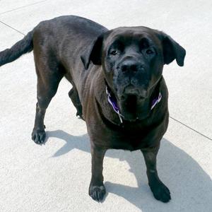 Circe, Rottweiler, adult, available for adoption