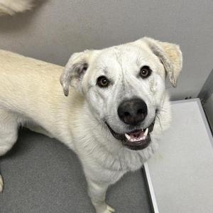 A white dog with floppy ears and a black nose, looking up with its mouth open in a happy expression.