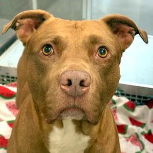 Gunner, Pit Bull Terrier, adult, available for adoption