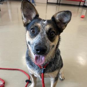 Bella, Australian Cattle Dog / Blue Heeler, adult, available for adoption