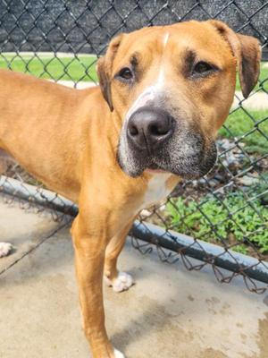 Braxton, American Staffordshire Terrier, young, available for adoption