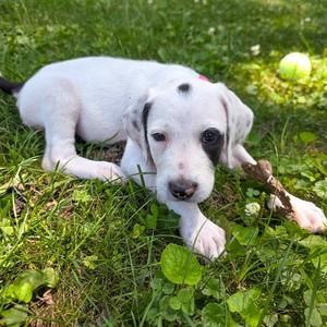 Bella, Terrier, puppy, available for adoption