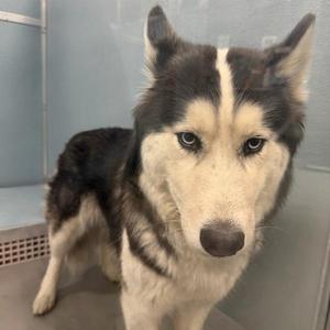 A black and white husky dog standing in a room with a light blue wall and a metal grate on the floor.