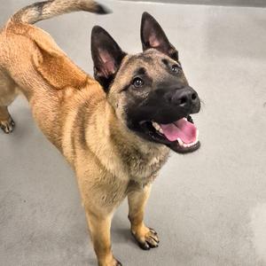 Appa, Belgian Shepherd / Malinois, young, available for adoption
