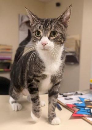 Mocha, young, available for adoption