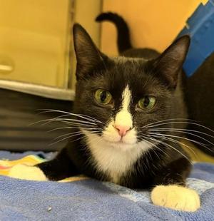 Magnus, young, available for adoption