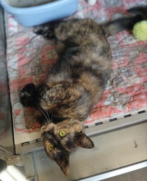 A tortoiseshell cat lying on its back on a patterned blanket, with its paws in the air and its eyes wide open.