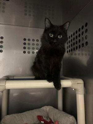 Kiera, young, available for adoption