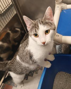 Petal, kitten, available for adoption