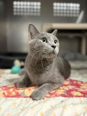 Lance, young, available for adoption