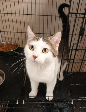 Lasso, young, available for adoption