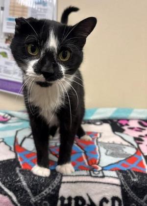A black and white cat standing on a colorful blanket.