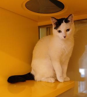 Pandora, young, available for adoption