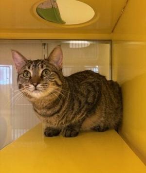 Gucci, young, available for adoption