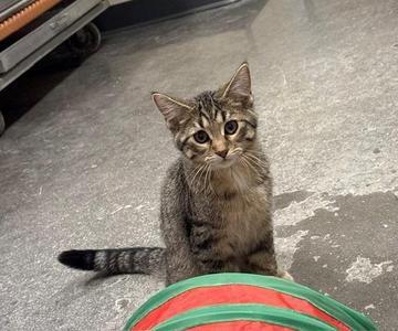 Luigi, kitten, available for adoption