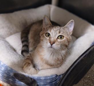 Darcy, young, available for adoption