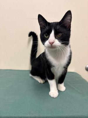 Popeye, young, available for adoption