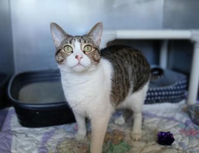 Malibu, adult, available for adoption