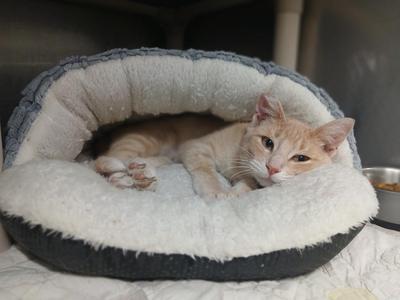 Davina, young, available for adoption
