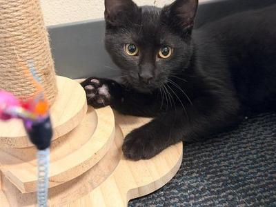 Obsidian, kitten, available for adoption
