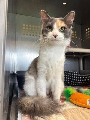Amelia, adult, available for adoption
