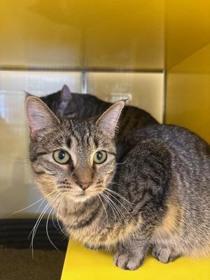 Gidget, young, available for adoption