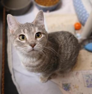 Darla, young, available for adoption
