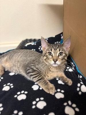 Mario, kitten, available for adoption