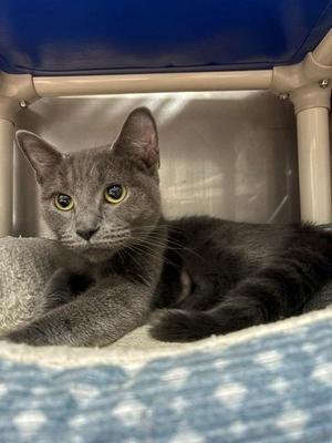 Leona, young, available for adoption
