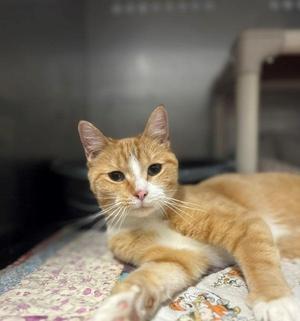 Marigold, young, available for adoption