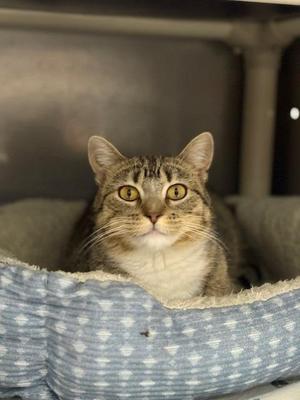 Bindi, young, available for adoption