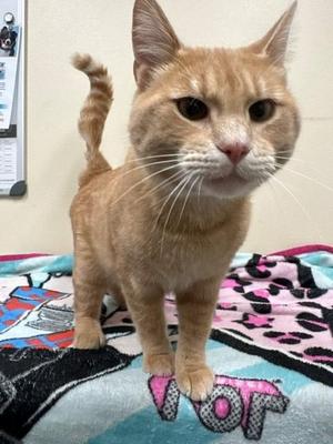 Julius, young, available for adoption