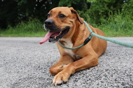 Dolly, Mastiff, adult, available for adoption