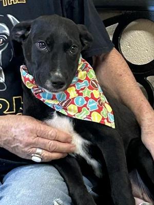 Flower, Black Labrador Retriever, young, available for adoption