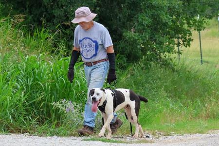 Whiskey, Great Dane, adult, available for adoption