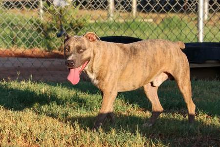 TJ, American Bully, adult, available for adoption